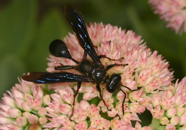 Isodontia auripes Sphecidae